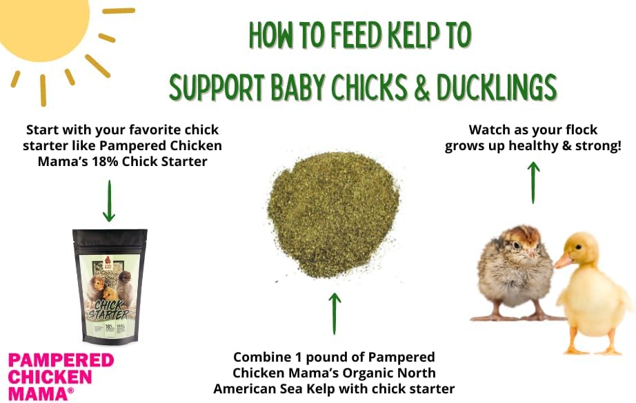 Organic Kelp for Chickens & Duck Feed (5 Pound): Chicken Vitamins | Chicken Supplements | Vitamins for Chickens | Pampered Chicken Mama