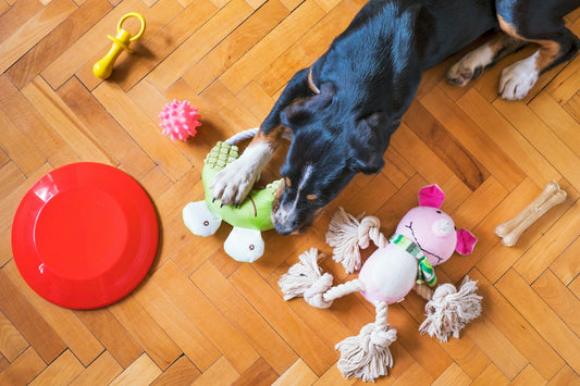How to Choose the Best Dog Toys for Active Dogs