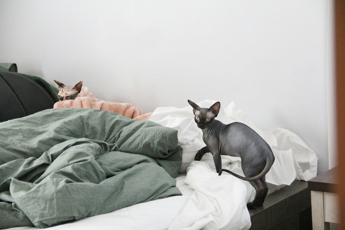 Top Tips for Choosing the Right Pet Bed for Your Cat or Dog