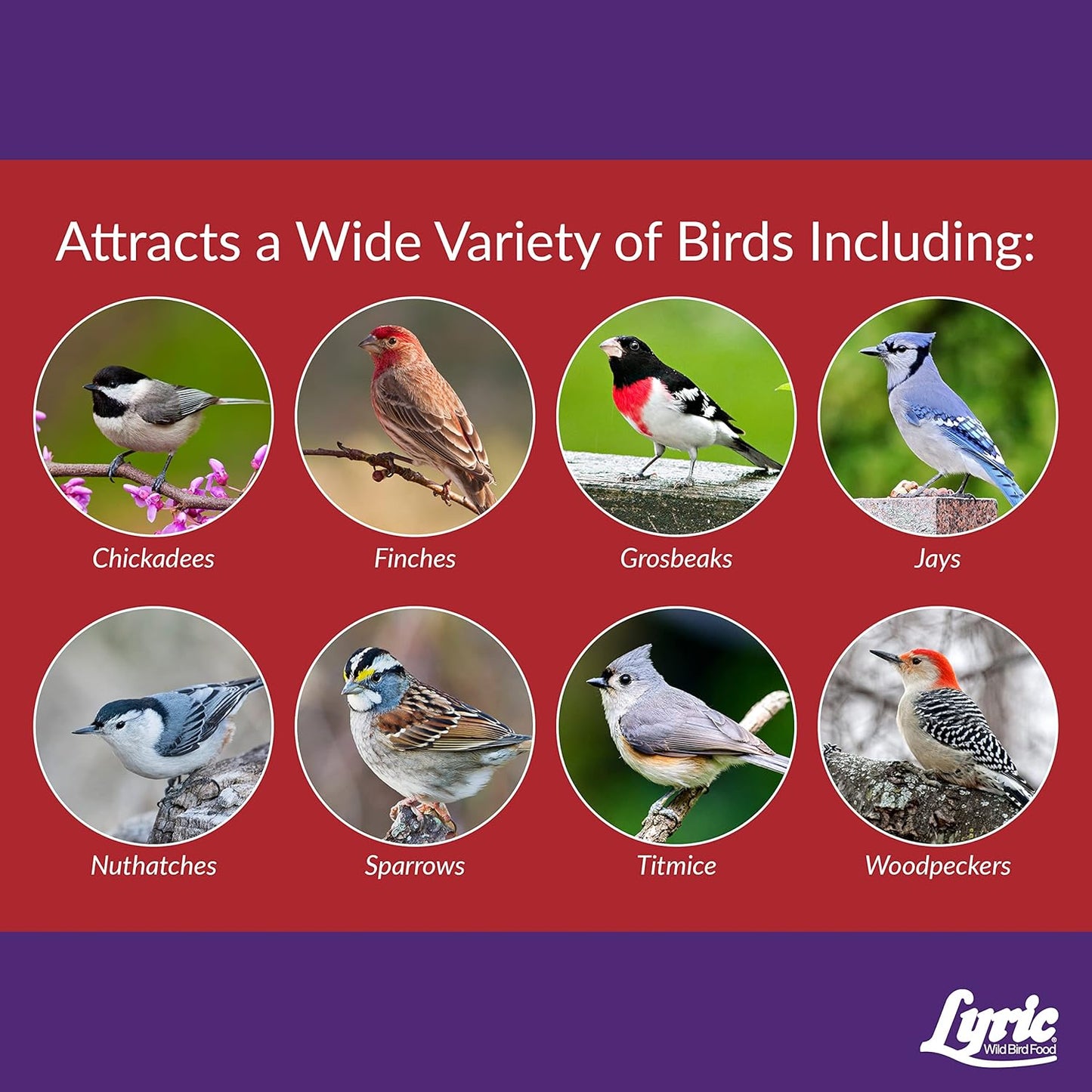 Lyric Delite Wild Bird Seed - No Waste Bird Food Mix with Shell-Free Nuts & Seeds - Attracts Buntings, Chickadees & Finches - 5 lb bag